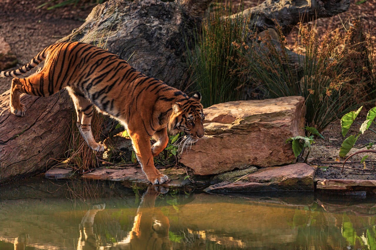 Principais Espécies do Zoológico de São Paulo