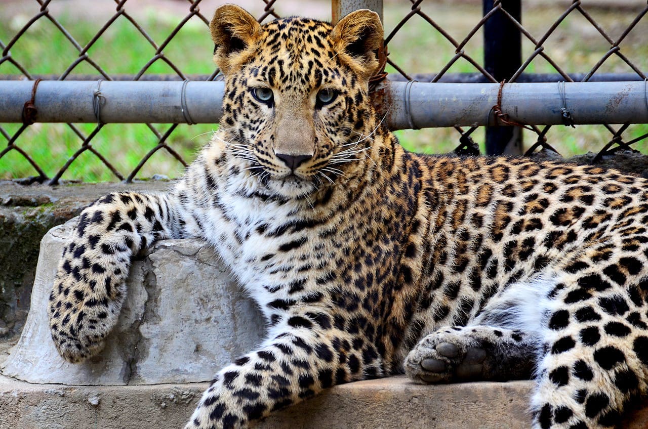 Como Chegar ao Zoológico de São Paulo - Portal Sampa www.portalsampa.com.br