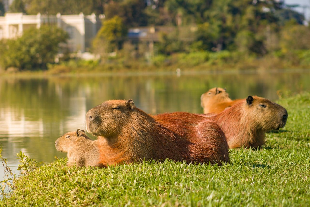 Como Chegar ao Zoológico de São Paulo