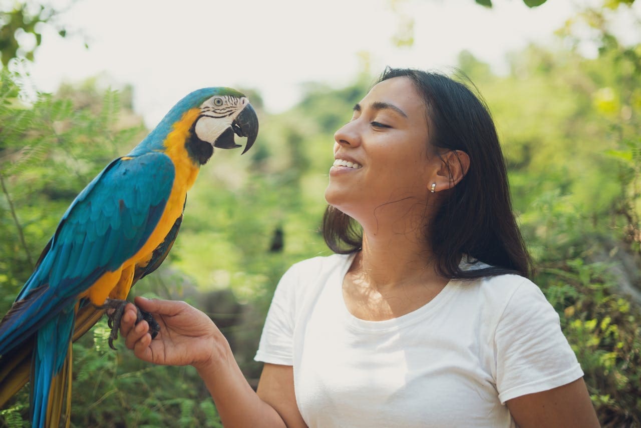 Zoologico de Sao Paulo - Arara Azul - Portal Sampa