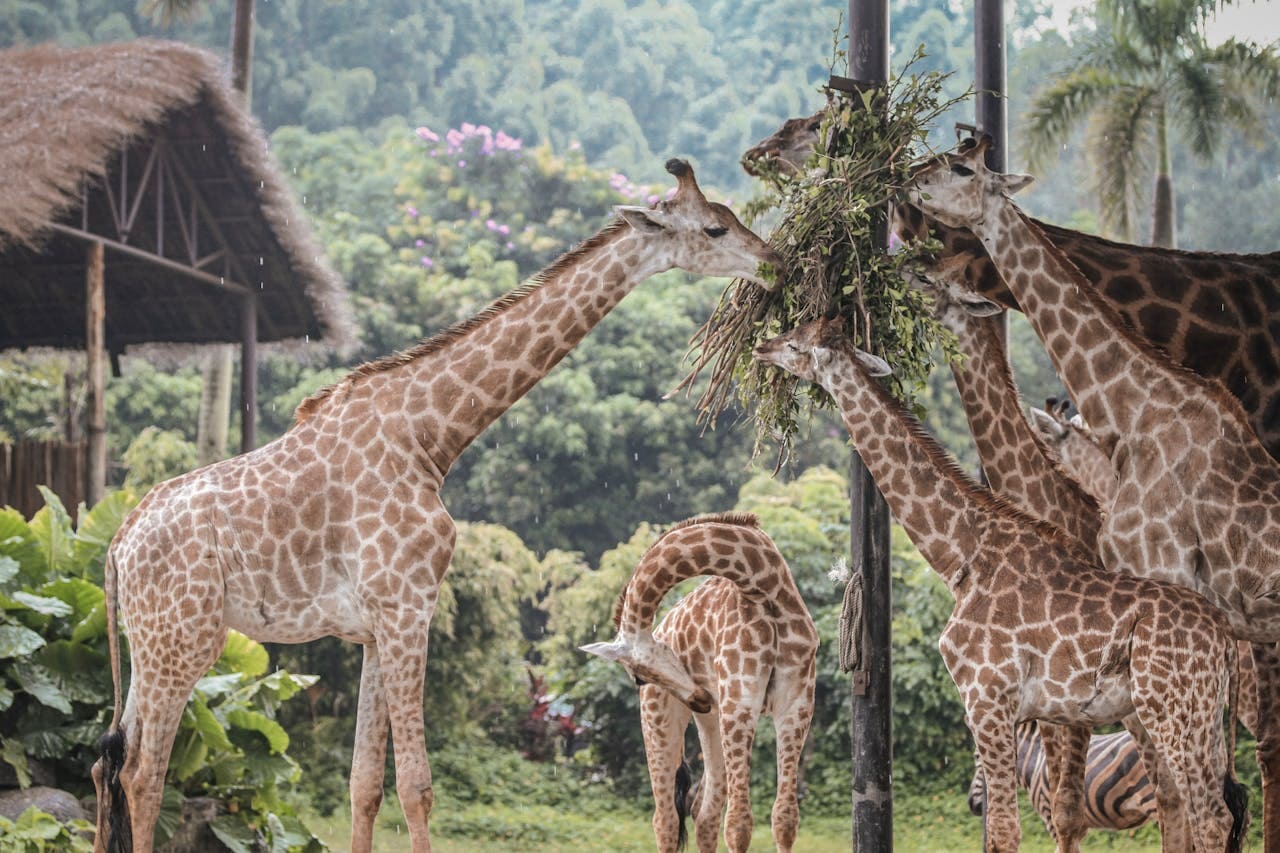 Principais Atrações do Zoológico de São Paulo