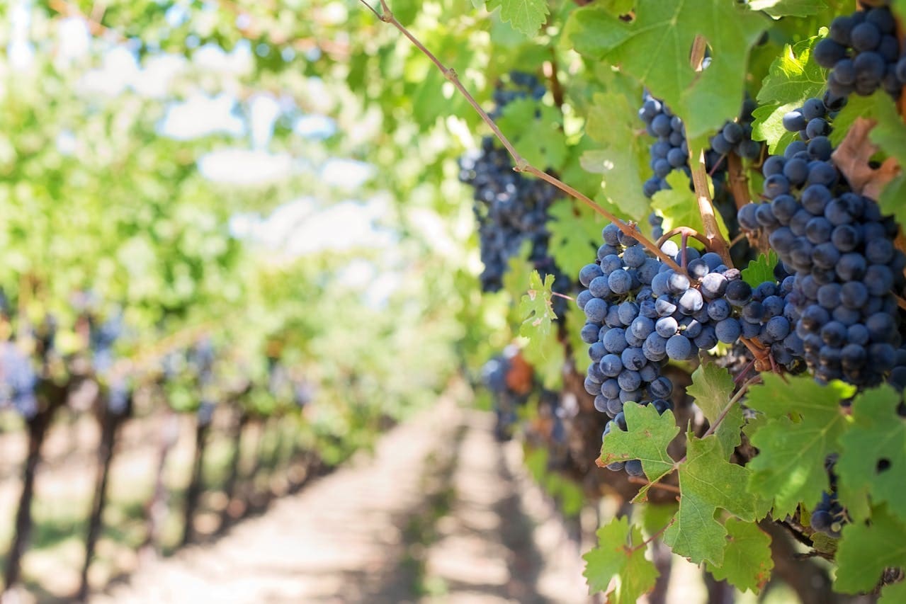 São Roque – Roteiros de Vinho e Natureza no Interior de SP