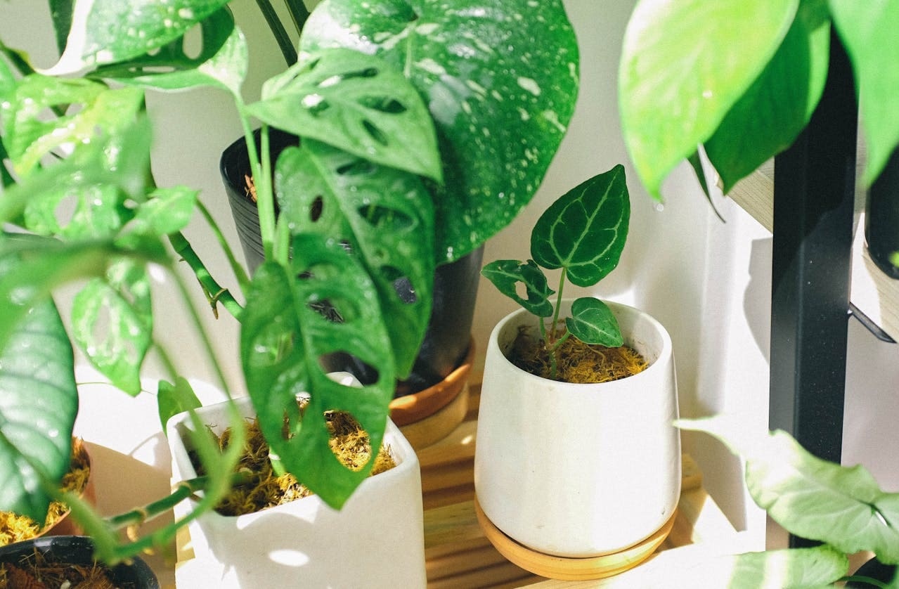 5 Plantas Ideais para Cultivar em Casa - Portal Sampa www.portalsampa.com.br