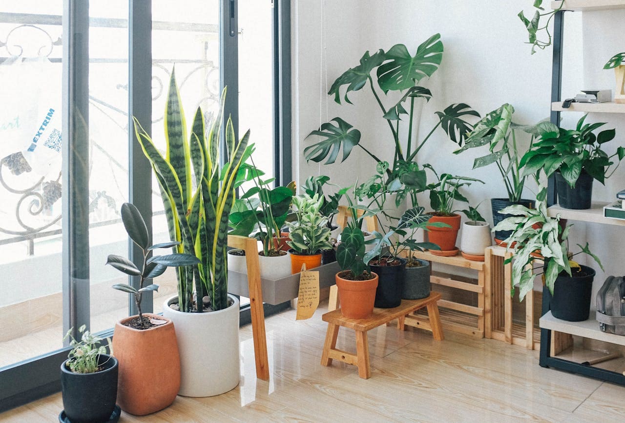 5 Plantas Ideais para Cultivar em Casa - Portal Sampa